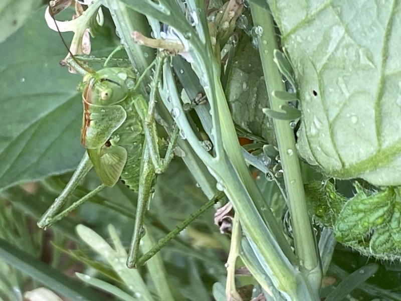 TETTIGONIA. SAUTERELLE VERTE. ALAIN LEROY